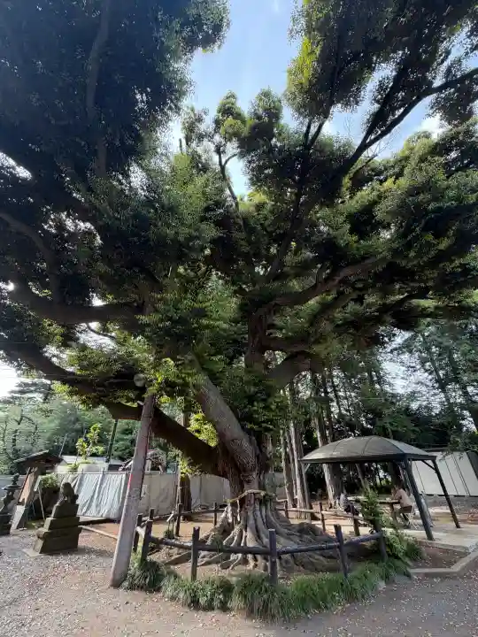 諏訪神社の{uncategorized: "未分類", other: "その他", undefined: "問題あり", building: "その他建物", grave: "お墓", sacred_gate: "鳥居", guardian: "狛犬", statue: "像", buddha: "仏像", history: "歴史", nature: "自然", garden: "庭園", animal: "動物", pagoda: "塔", temizu: "手水舎", mountain_gate: "山門・神門", sanctuary: "本殿・本堂", subordinate: "末社・摂社", art: "芸術", scenery: "景色", jizo: "地蔵", ema: "絵馬", goshuin: "御朱印", omikuji: "おみくじ", items: "授与品その他", amulet: "お守り", goshuincho: "御朱印帳", eats: "食事", festival: "お祭り", votive_dance: "神楽", shichigosan: "七五三参", wedding: "結婚式", experience: "体験その他", initially: "初詣", around: "周辺", anti_infection: "感染症対策"}