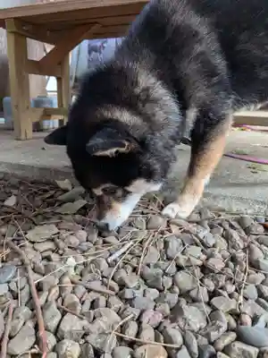 上目黒氷川神社(東京都)