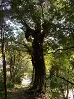 薬師如来の自然