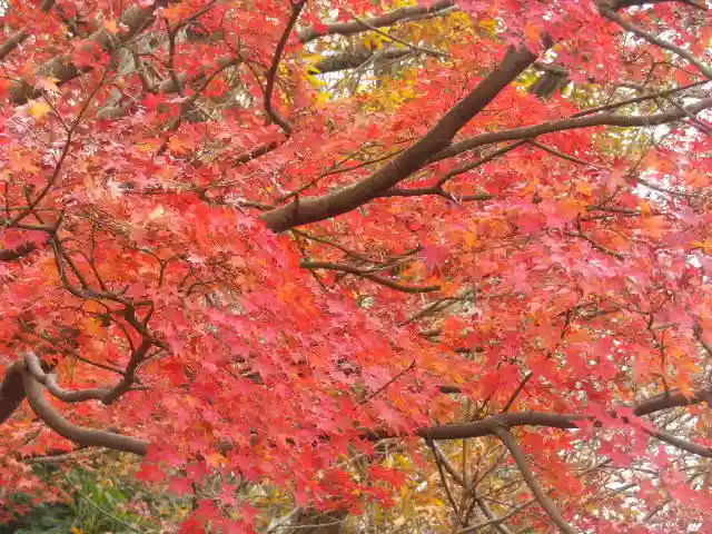 理智光寺跡(理智光寺址)<史跡>の自然