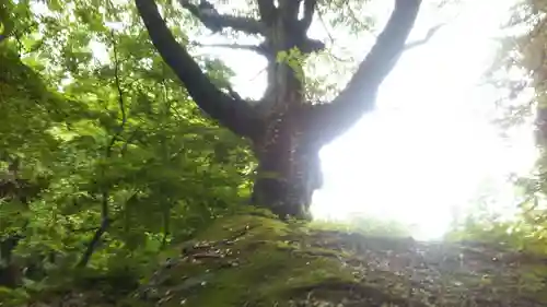 丹内山神社の自然