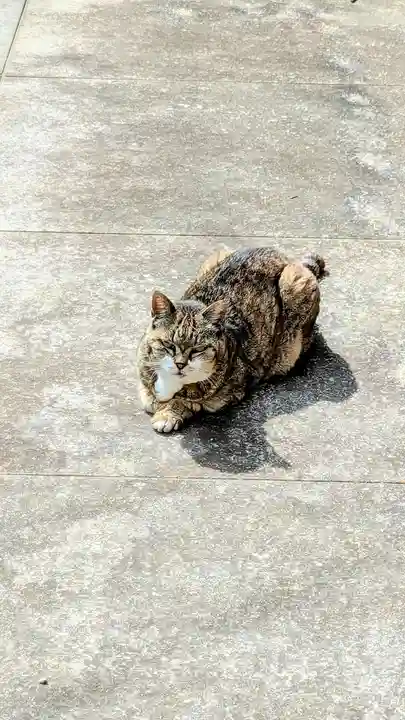 白金氷川神社の動物