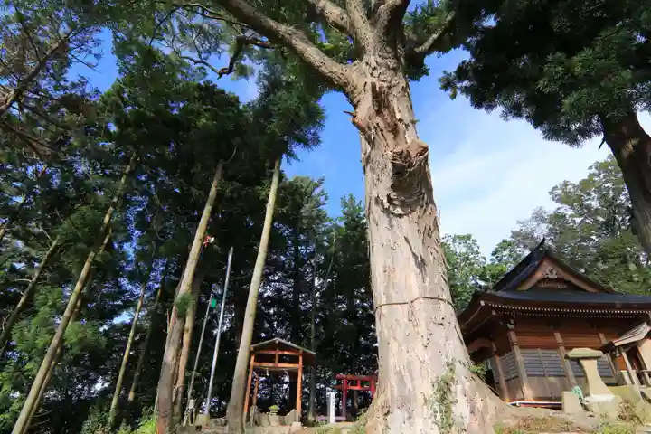 阿久津「田村神社」(郡山市阿久津町)旧社名:伊豆箱根三嶋三社の庭園