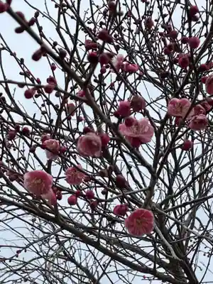 大覚寺(京都府)
