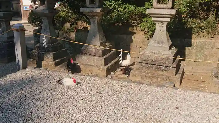 石上神宮の動物