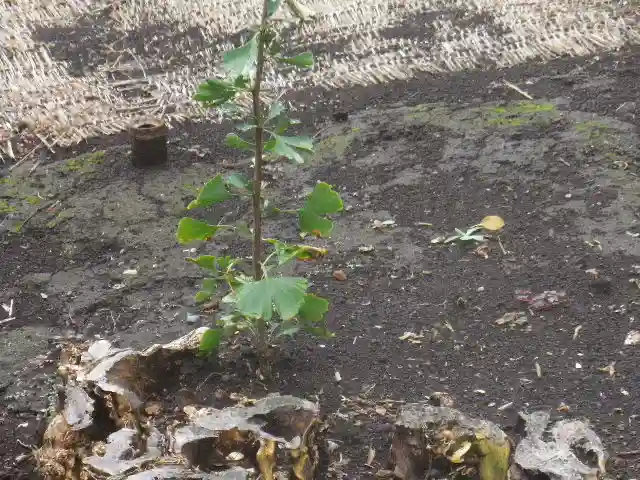 鶴岡八幡宮(神奈川県)