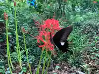 普門寺(切り絵御朱印発祥の寺)(愛知県)