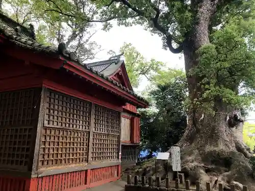 剣柄稲荷神社の自然