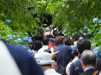 明月院(神奈川県)