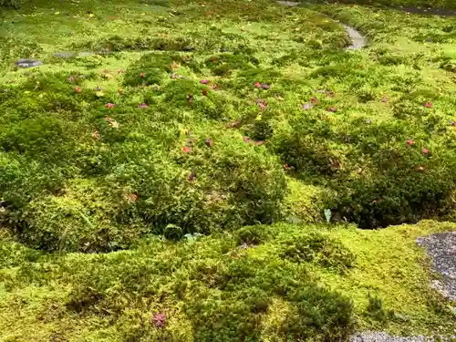 光明寺瑠璃光院の自然