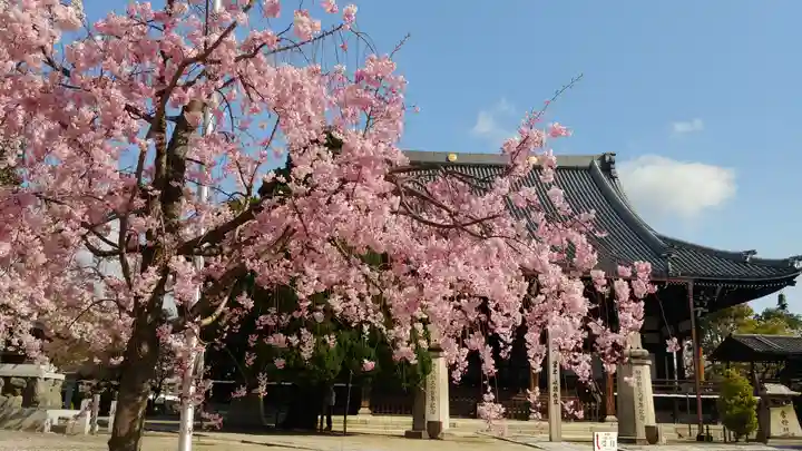 妙顯寺(妙顕寺)の自然