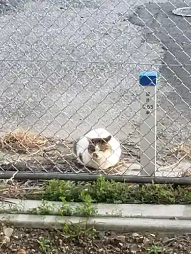 率土神社の動物