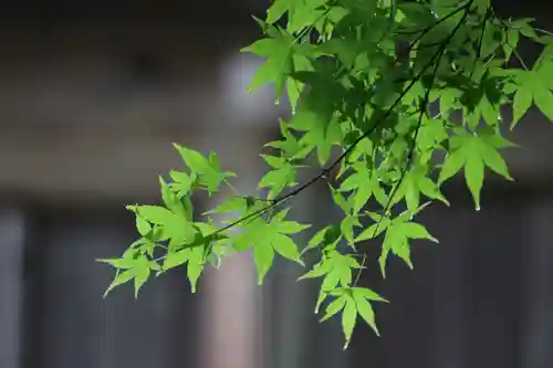 国宝 大法寺の自然