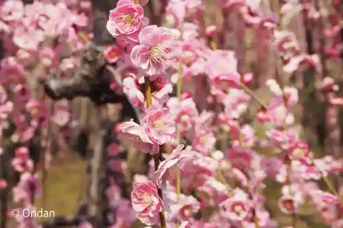 城南宮(京都府)