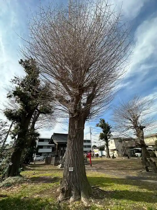 車返稲荷神社の自然