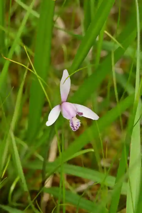 黒澤大師(徳島県)