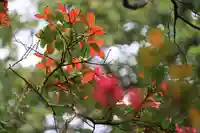 田村神社の自然