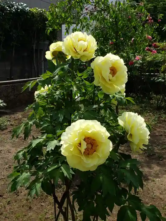 禅定院(東京都)