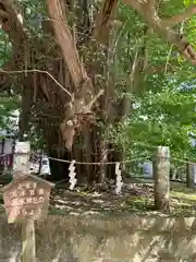 野木神社(栃木県)