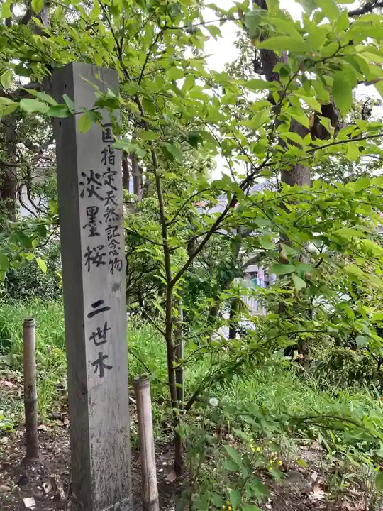 片瀬諏訪神社の自然