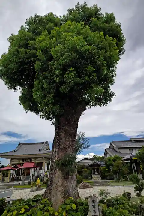 乙津寺 (鏡島弘法)の自然