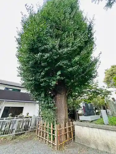 相模原氷川神社(神奈川県)