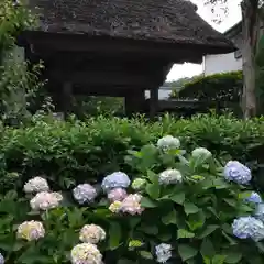 極楽寺（霊鷲山感應院極楽律寺）の自然