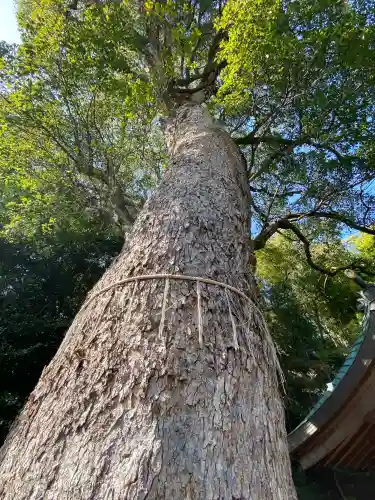 鎮西大社諏訪神社の{uncategorized: "未分類", other: "その他", undefined: "問題あり", building: "その他建物", grave: "お墓", sacred_gate: "鳥居", guardian: "狛犬", statue: "像", buddha: "仏像", history: "歴史", nature: "自然", garden: "庭園", animal: "動物", pagoda: "塔", temizu: "手水舎", mountain_gate: "山門・神門", sanctuary: "本殿・本堂", subordinate: "末社・摂社", art: "芸術", scenery: "景色", jizo: "地蔵", ema: "絵馬", goshuin: "御朱印", omikuji: "おみくじ", items: "授与品その他", amulet: "お守り", goshuincho: "御朱印帳", eats: "食事", festival: "お祭り", votive_dance: "神楽", shichigosan: "七五三参", wedding: "結婚式", experience: "体験その他", initially: "初詣", around: "周辺", anti_infection: "感染症対策"}
