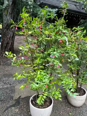 赤坂氷川神社(東京都)