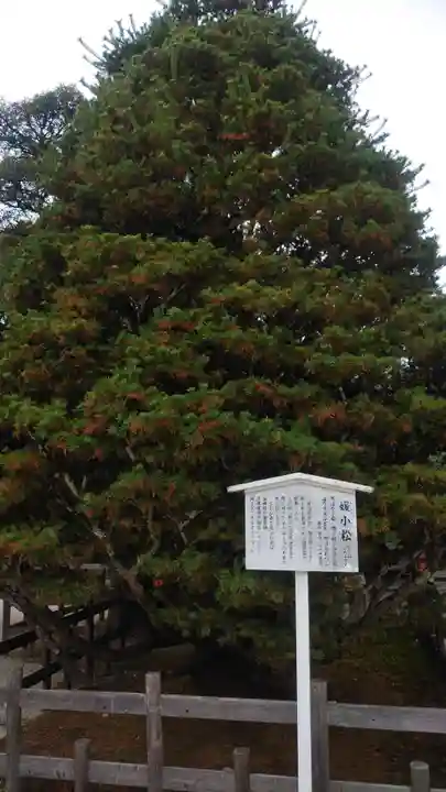 賀茂御祖神社(下鴨神社)の自然