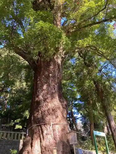 五所神社(神奈川県)
