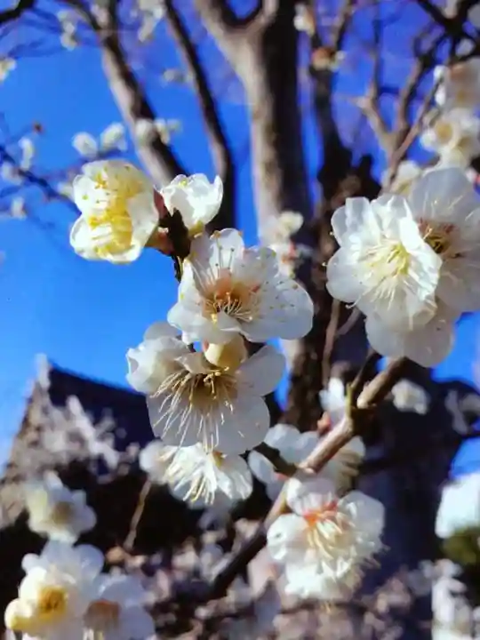 瑞円寺(東京都)