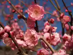 亀戸天神社の自然