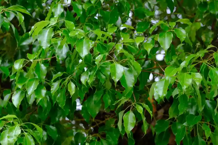 和泉國一之宮 大鳥大社の自然