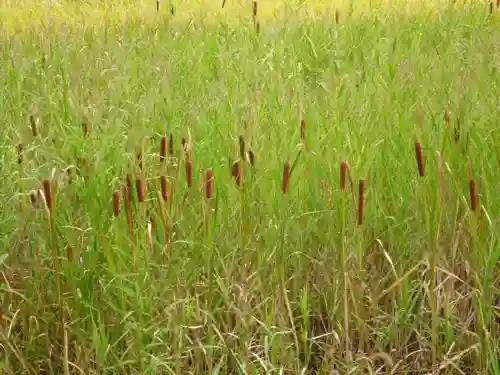 高司神社〜むすびの神の鎮まる社〜の自然