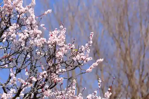 多治速比売神社の自然