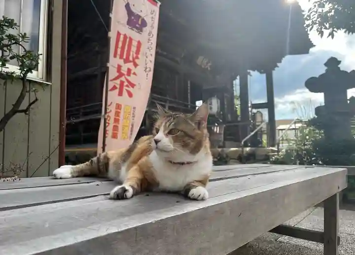 秩父札所十三番 慈眼寺の動物