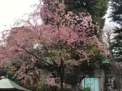 五條天神社の自然