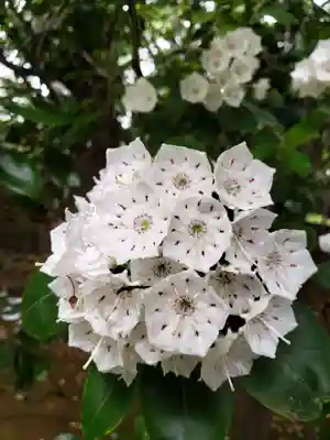 妙法寺(東京都)