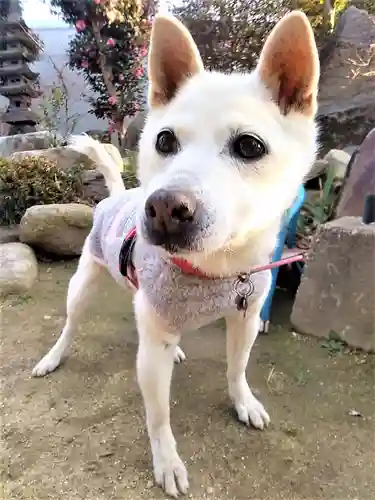 潮見神社の動物