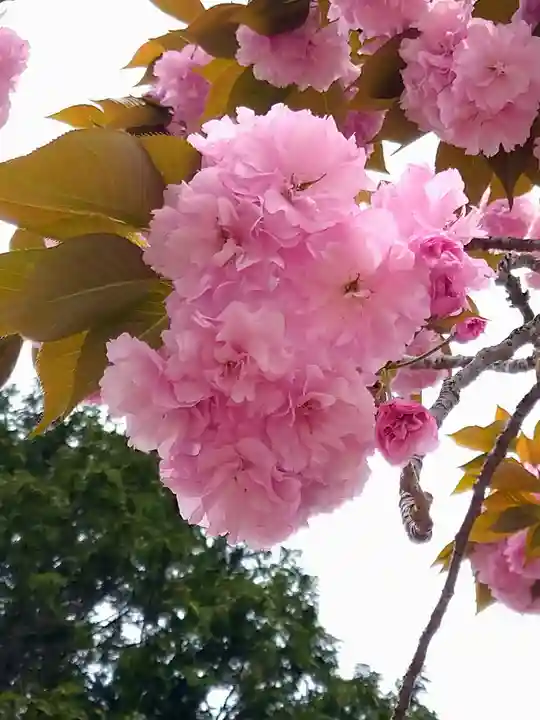 由加神社(和気由加神社)の自然
