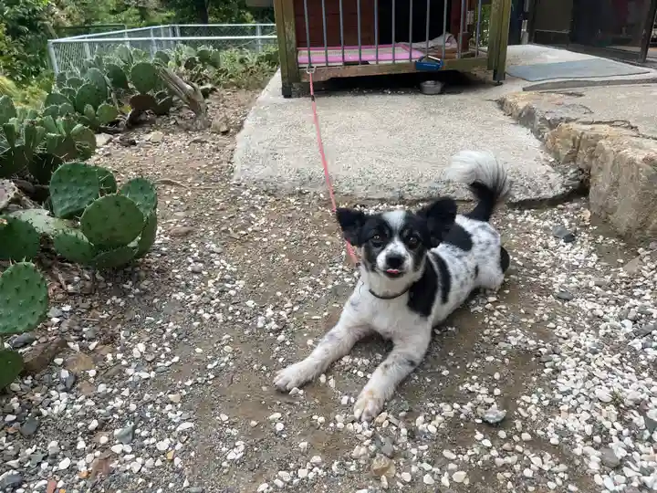 天台宗 五大山 白毫寺の動物