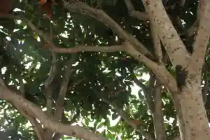 成蓮寺(島根県)(2023年10月17日(火) 20時37分42秒投稿)