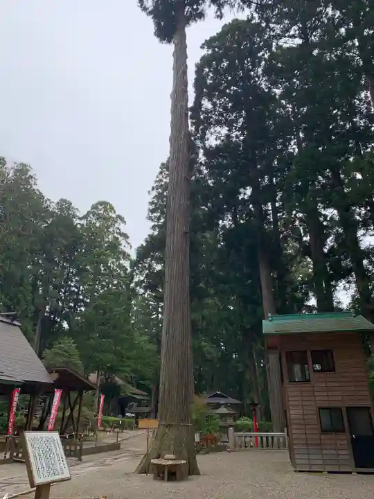 熊野神社の自然