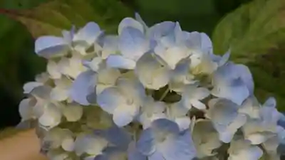 三室戸寺(京都府)