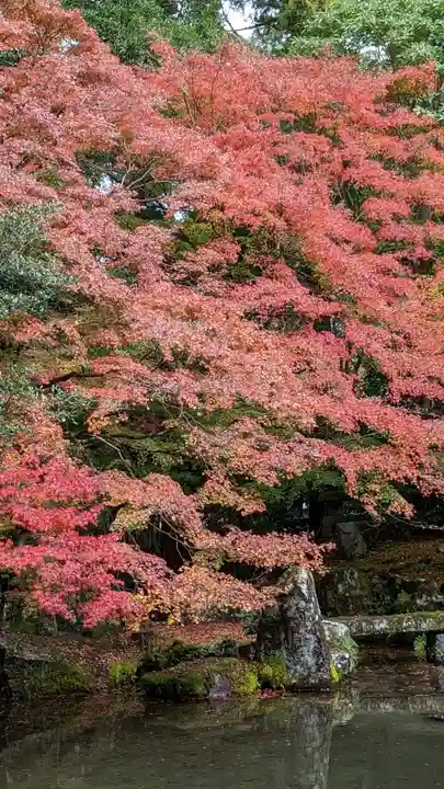 蓮華寺(洛北蓮華寺)(京都府)