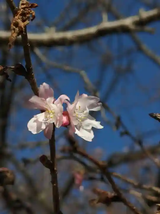 櫻木神社の自然