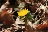 三渡神社の自然