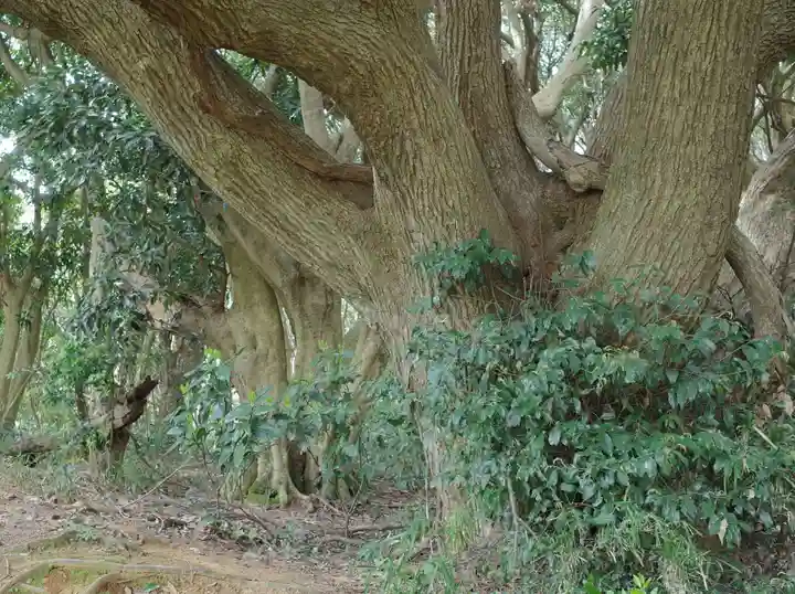 猿田神社の自然