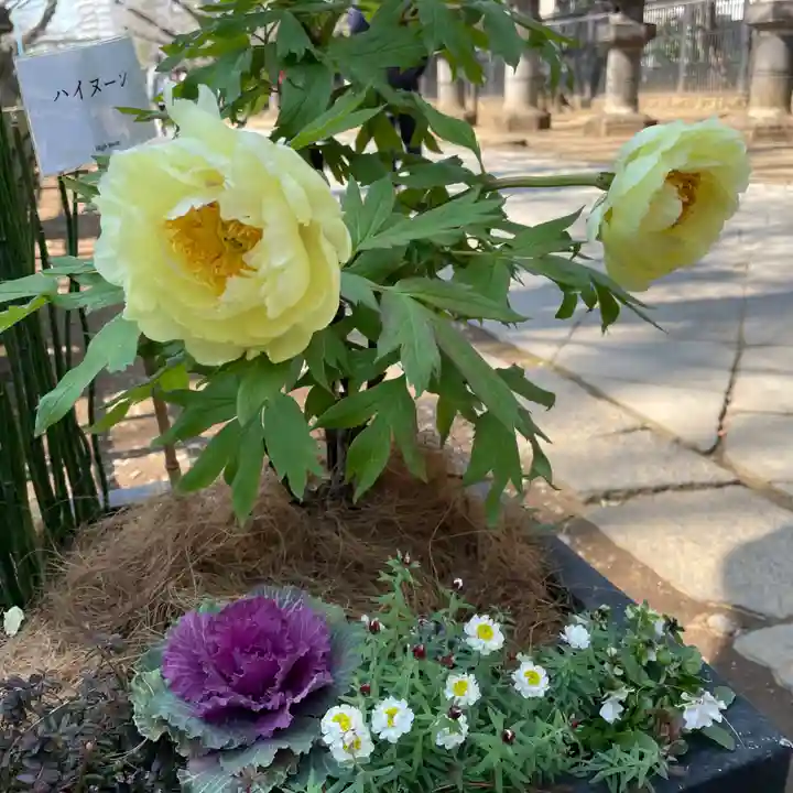 上野東照宮の自然